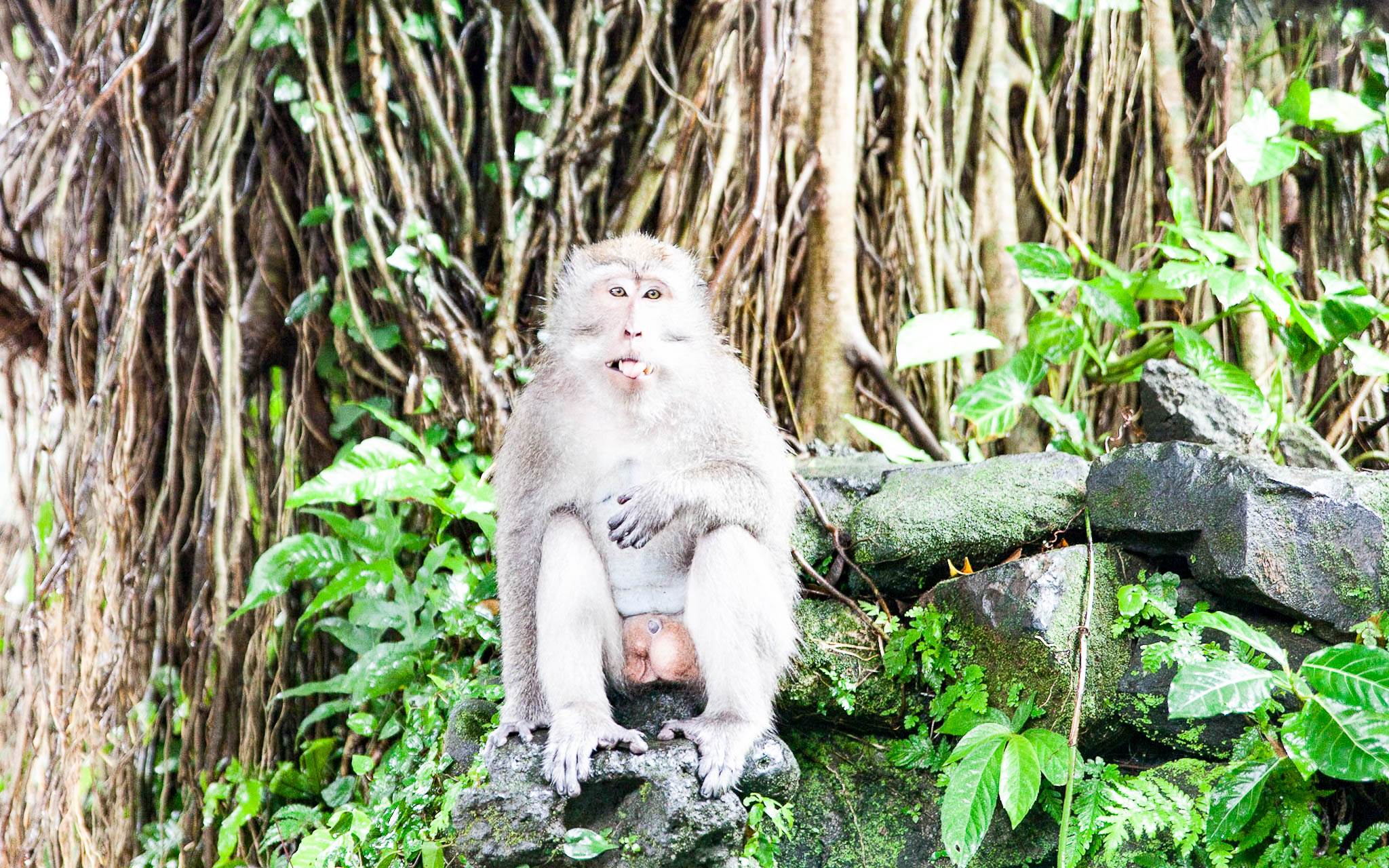 Monkey Forrest Ubud